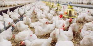 Chickens in barn header 300x150