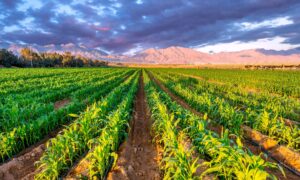 corn field