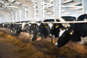 cows