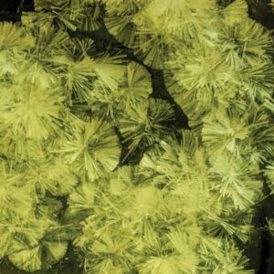 Dandelions 300x300