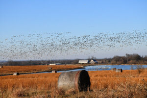 geese