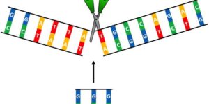 genome
