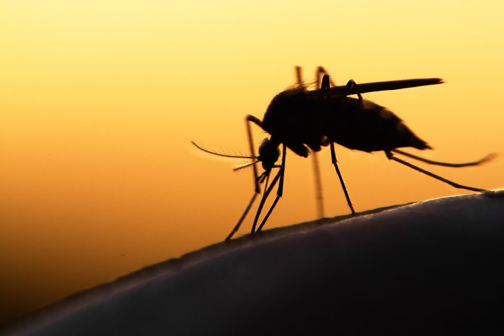 Malaria: Experts Answer Questions for Infection Prevention Personnel