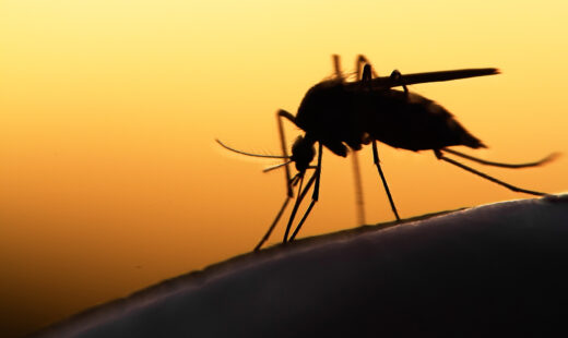 Malaria: Experts Answer Questions for Infection Prevention Personnel