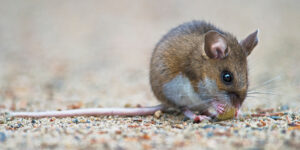 mouse