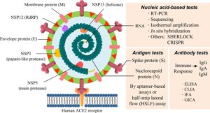 viral genome