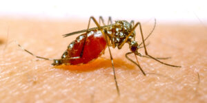 Malaria Finds its Way to the U.S. Again